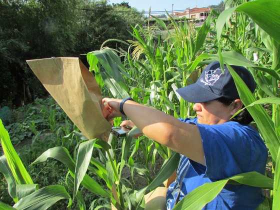 A milpa do salnes cooperativa